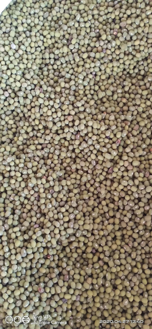JUAL KACANG HijAU
