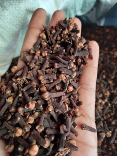 Cengkeh tua 2016