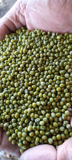 kacang hijau biji bulet utuh tdk pecah dijamin aman semua jenis tersedia wa