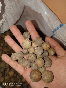 Di JUAL Manjakani Hijau