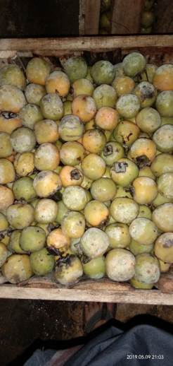Buah Kesemek Super