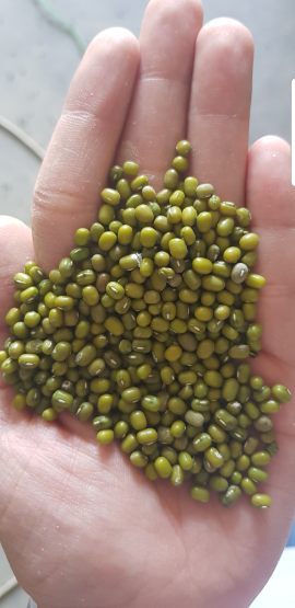 Kacang hijau