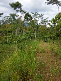 bawang dayak