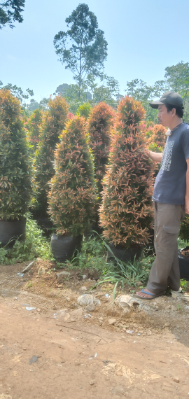 jual pohon pucuk merah /