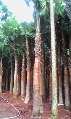 jual pohon palem sadeng dll.