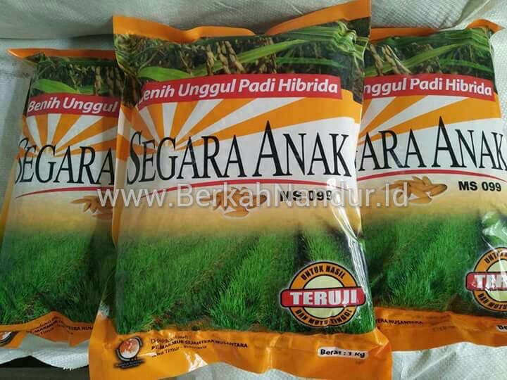 Benih padi Hibrida segara Anak