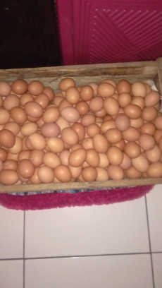 telur ayam