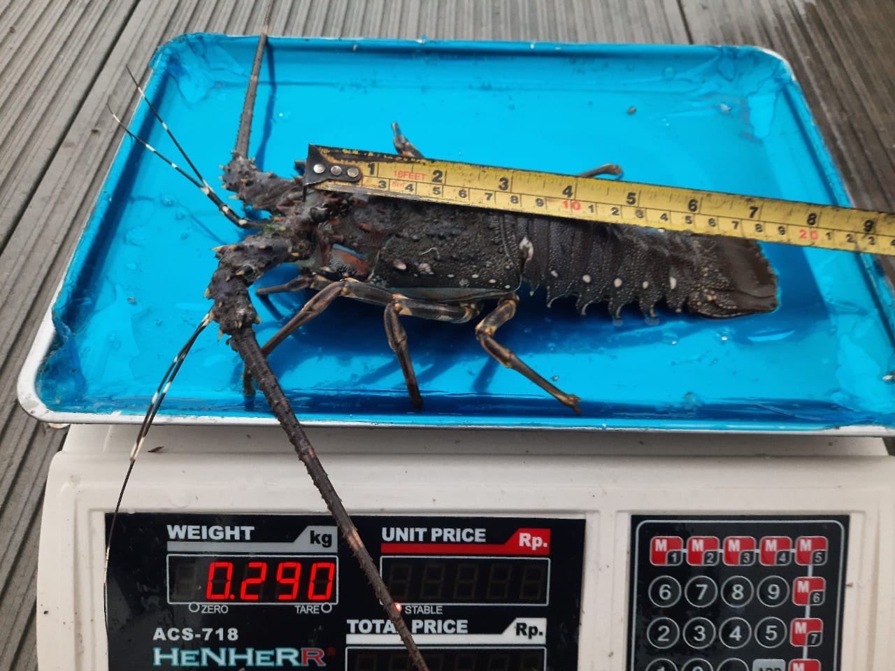 Lobster Pasir Fresh 200-300 gram