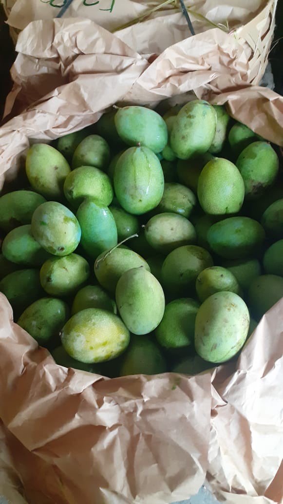Mangga madu asli buleleng bali