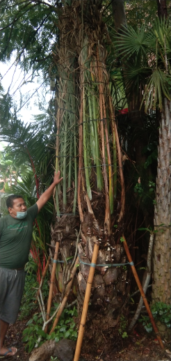 jual pohon palem kenari dll.