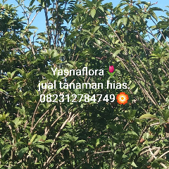 jual pojon sawo kecik 
