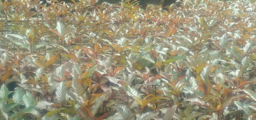 Bibit/benih Kratom