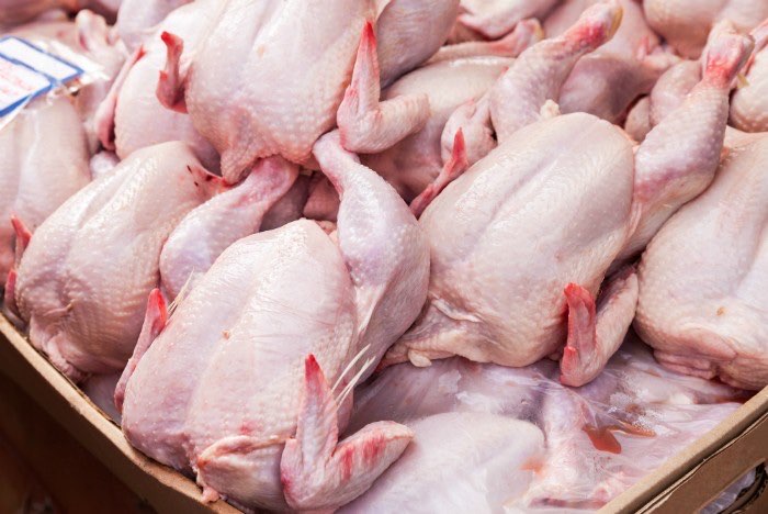 Ayam Potong Lampung Berat Bersih 1,6 - 1,9 Kg / ekor
