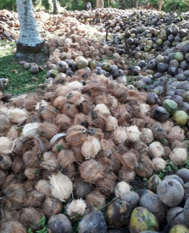 Kelapa Tua
