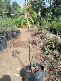 Bibit durian segala jenis ( Bawor, Musang king, Petruk, Montong)