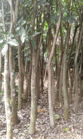 jual pohon sosis.kunto bima 