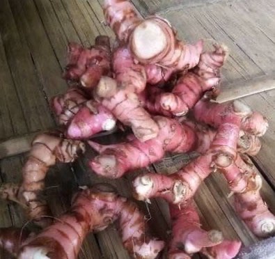 Minyak Lajagoa / Laja gowah / Lengkuas Hutan / Alpinia Malacensis Oil ( APO )