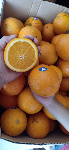 Jeruk Sunkist Navel Import