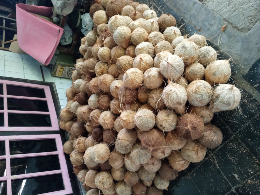 Kelapa Tua Fresh