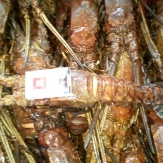 Lobster gajah