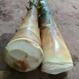 Penjualan Rebung