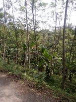 tanah.  kebun