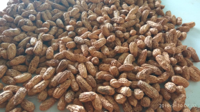 KACANG TANAH HIBRIDA (kacang garuda)