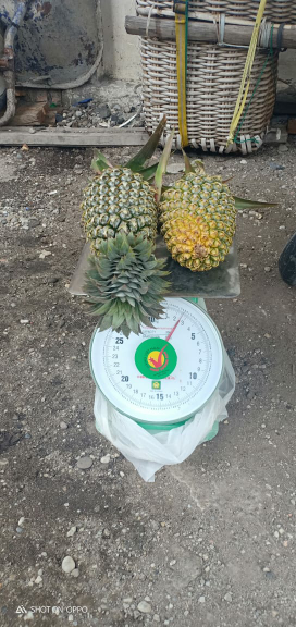 Nenas Madu