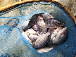 ikan nila air asin (NILA SALIN) berkualitas