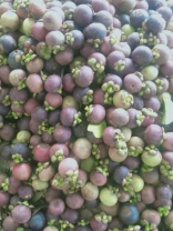 jual manggis