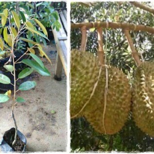 bibit durian petruk siap tanam kualitas super rasa buah legit hasil melimpah