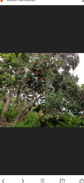 jual rambutan lengkeng dan aceh