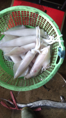 saya jual cumi fresh hasil pancingan nelayan