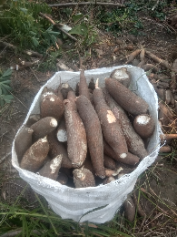 buah dan bibit ubi kayu malaysia
