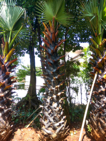 jual aneka palem lontar.sadeng.sinensis.kenari.kurma.bismarkia.putri.ekor tupai
