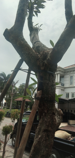 jual pohon kemboja bali 