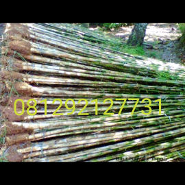 jual pohon bambu panda 