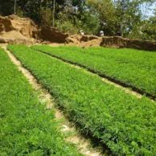 JUAL BIBIT ALBASIA/SENGON SOLOMON