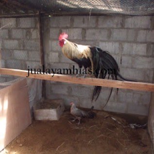 Jual Ayam Phoenix Ekor Panjang dari Bibit atau Anakan sampai Dewasa