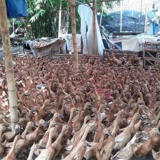 Jual DOD atau Bibit Bebek Hibrida Pedaging Untuk Pulau Jawa