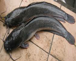 jual bibit lele