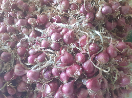 Bawang Merah Probolinggo