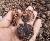 mengkudu kering