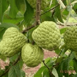 bibit srikaya kualitas super hasil buah banyak rasa buah manis