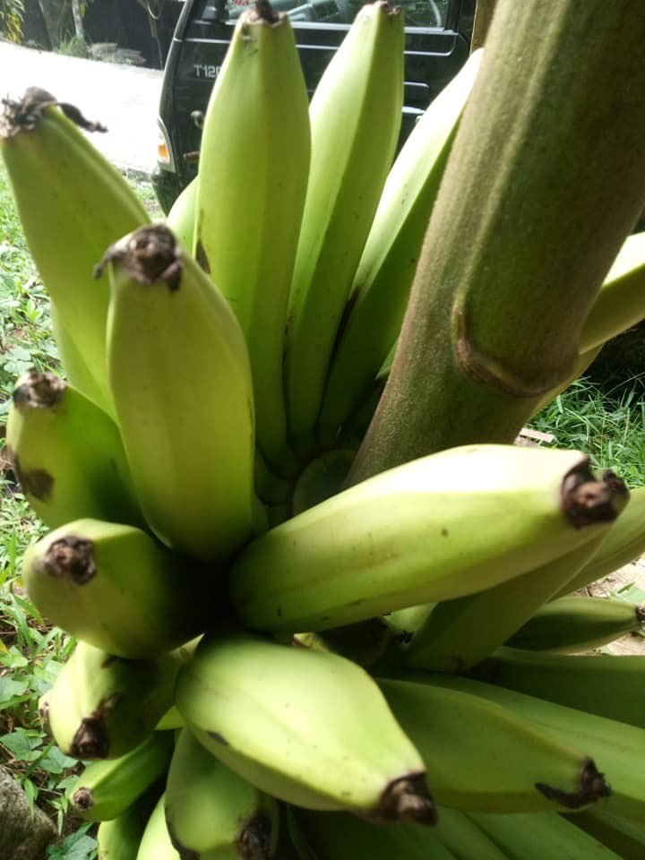 pisang ambon super banten