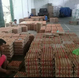 Jual dan Suplai telur ayam