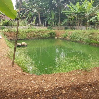 Jual Ikan Lele Konsumsi. Siap antar tiap hari 500kg s/d 5 ton. JABODETABEK