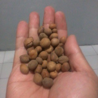 Benih Kesambi (Schleichera oleosa)