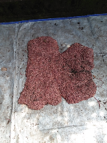 cacing tanah Lumbricus rubellus