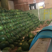 Agen Buah Semangka